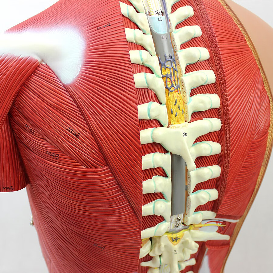 人体器官模型躯干内脏解剖医学教学模具enovo心脏肝脏肾脏胃肠道 【85