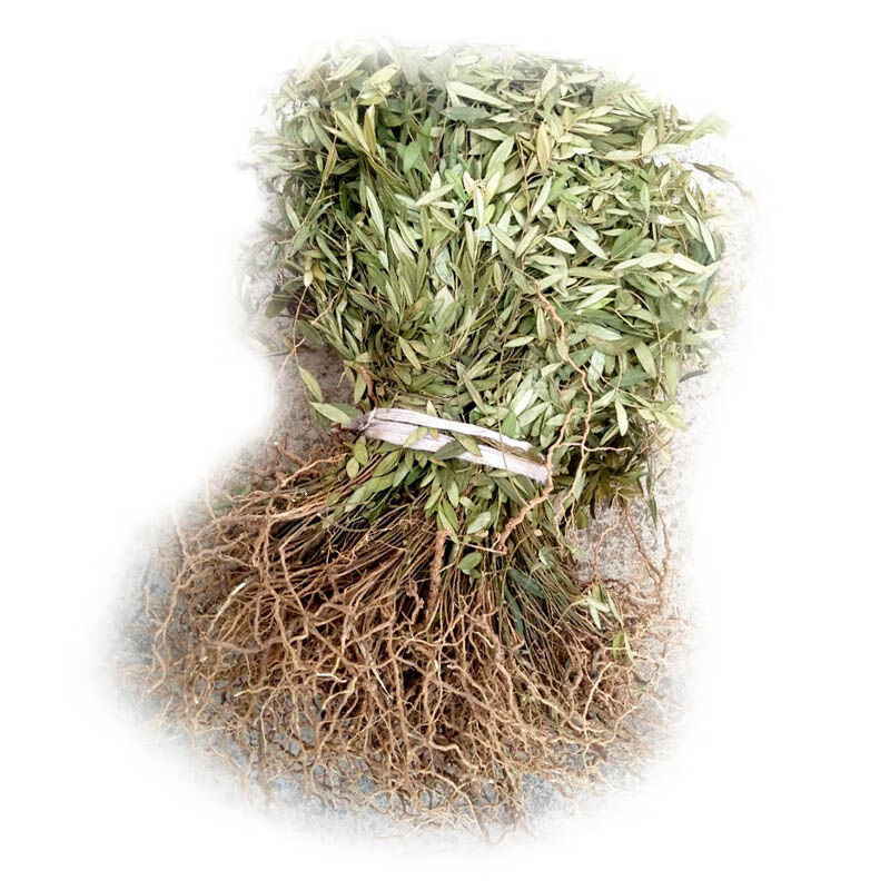 来马回 瓜子金草干品乱马回辰砂草二月花惊风草野中草药 来马回500克