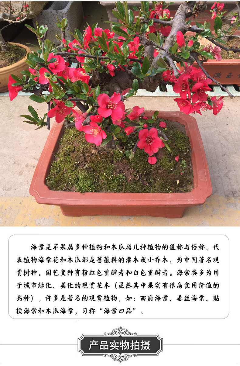 海棠花盆栽树苗四季开花老桩带花苞长寿冠阳台庭院花卉绿植物盆景木瓜