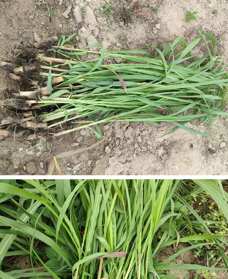 无毛甜象草3号新型皇竹草种苗巨菌草种籽四季多年生高产耐寒牧草新型