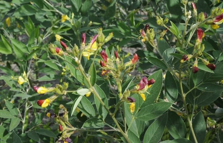 香葶苑新采护坡灌木籽适应性强适合斜坡边坡固土复绿化工程花草半斤