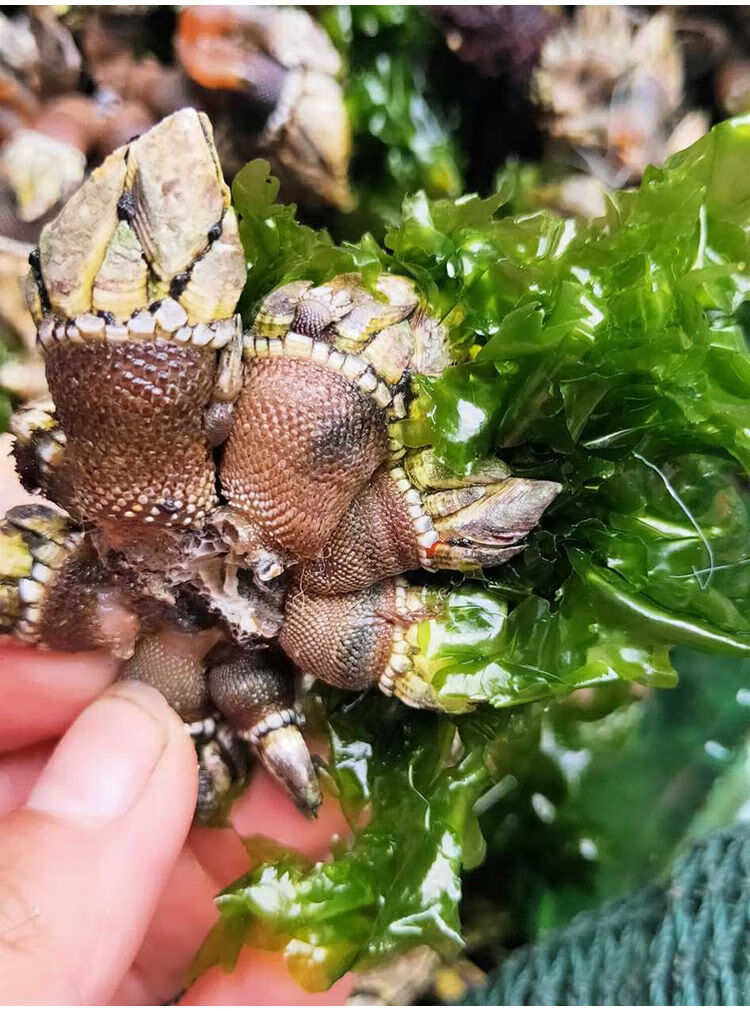 海鲜佛手螺鲜活鹅颈藤壶龟足海鲜狗爪螺鬼爪螺海鸡脚螺250gs号半斤250