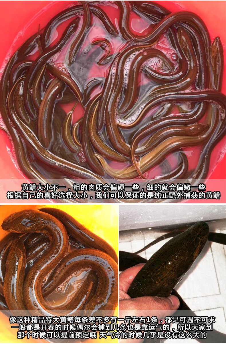 麦基乐正宗野黄鳝苏北鲜活黄鳝鱼现杀活体长鱼鳝鱼500g食用水产3斤1两