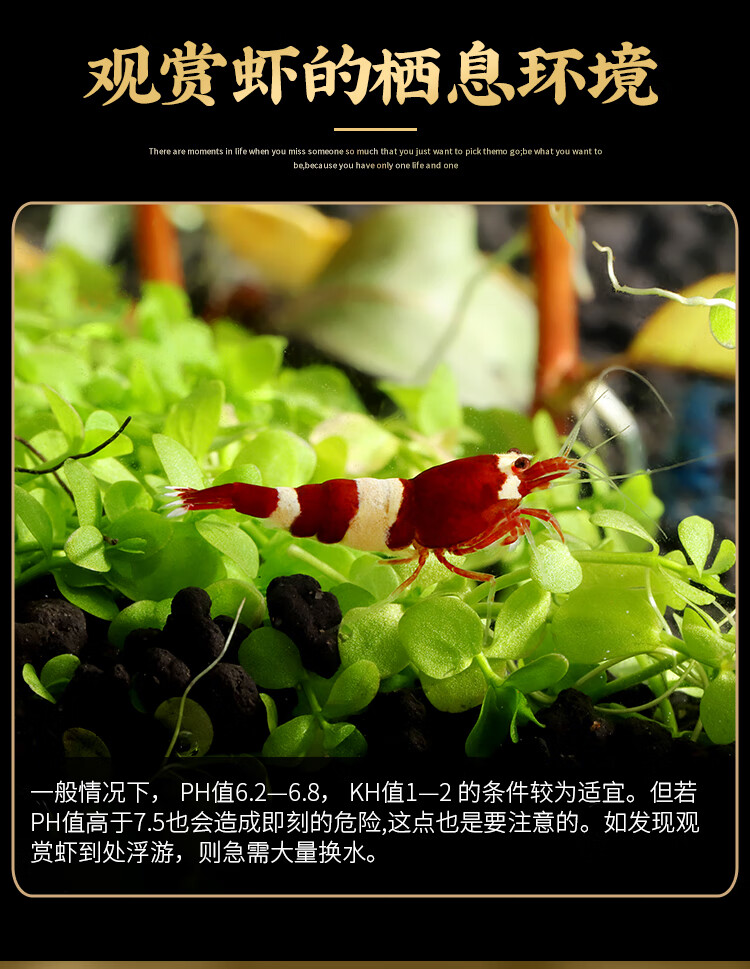 cmcm樱花虾极火虾黑壳虾观赏虾黄米虾除藻虾草缸虾冷水 天蓝色 蓝丝绒