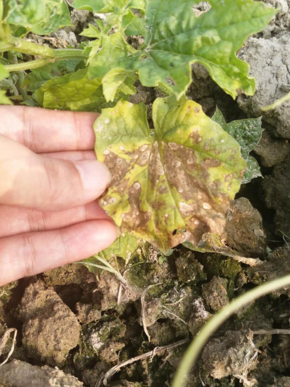 病毒速效病毒病专用药黄瓜西红柿西葫芦草莓百香果花叶卷叶小叶病