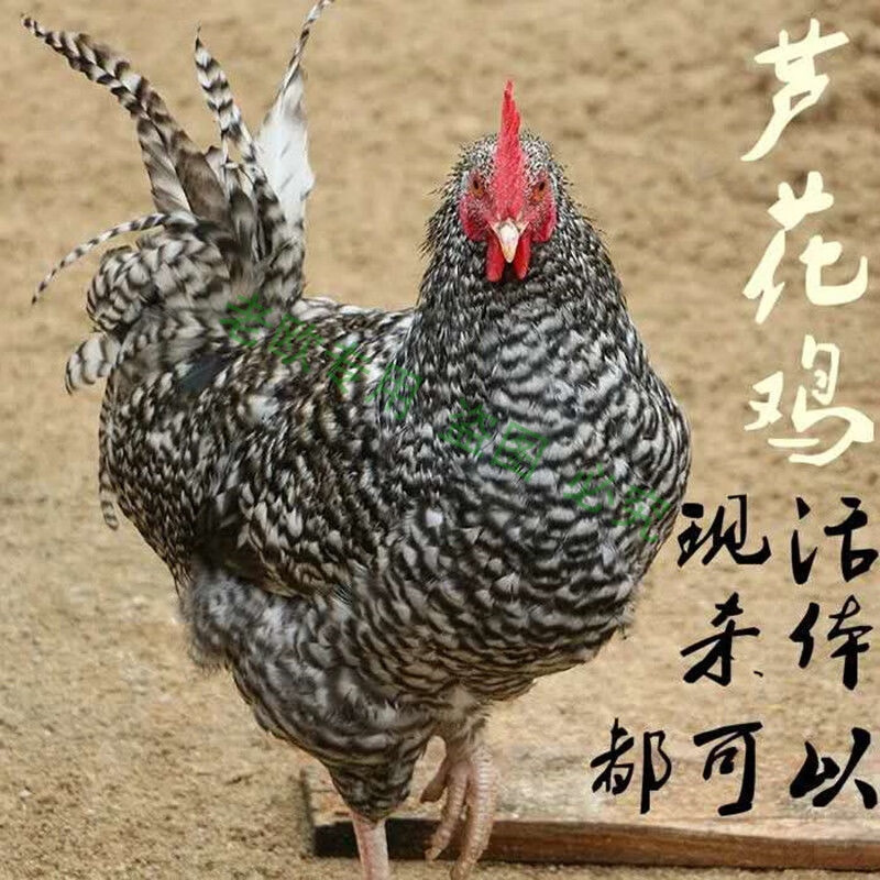纯种芦花鸡汶上芦花鸡白芦花鸡黑芦花鸡半大芦花鸡彩凤鸡半斤白芦花6