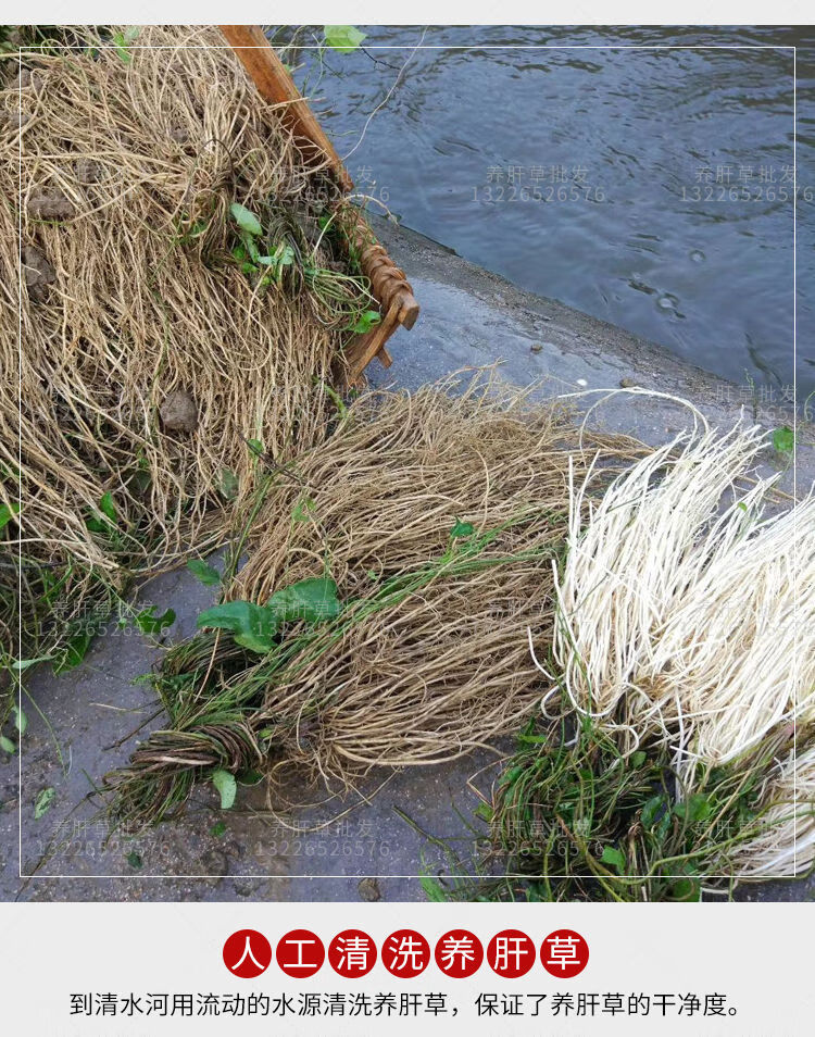 有仁堂养肝草开胃草丝线根草龙须草养肝金草广东汤料5包共50小扎275克