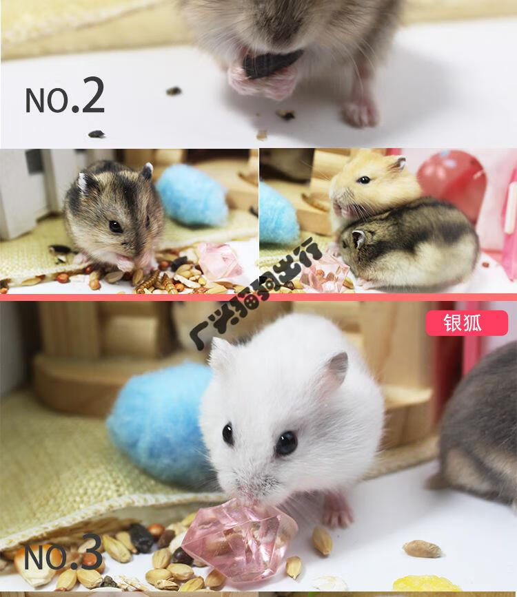 火热促销小仓鼠银狐布丁三线紫仓宠物情侣幼崽一只金丝