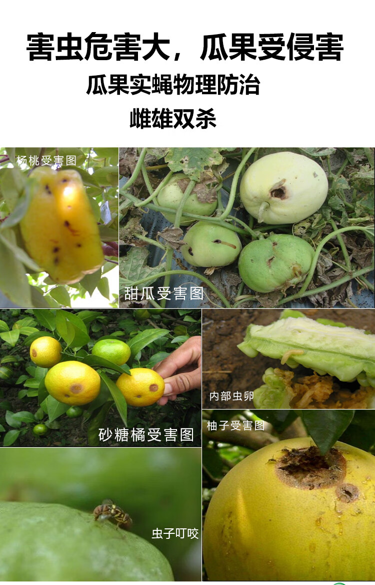瓜果实蝇诱粘剂实蝇克星针蜂引诱剂追踪粘胶板昆虫果蝇器得刚碧莎尔