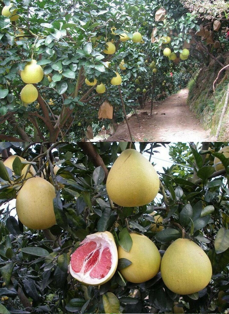 正宗嫁接红心柚子树苗红柚苗三红蜜柚苗南北方种植盆地栽当年结果 试