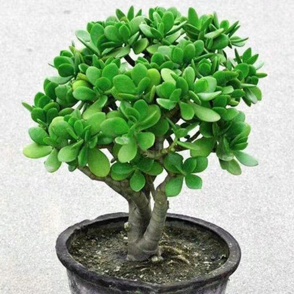 玉树盆栽老桩大叶玉树多肉植物燕子掌万年青室内净化空气绿植花卉8年