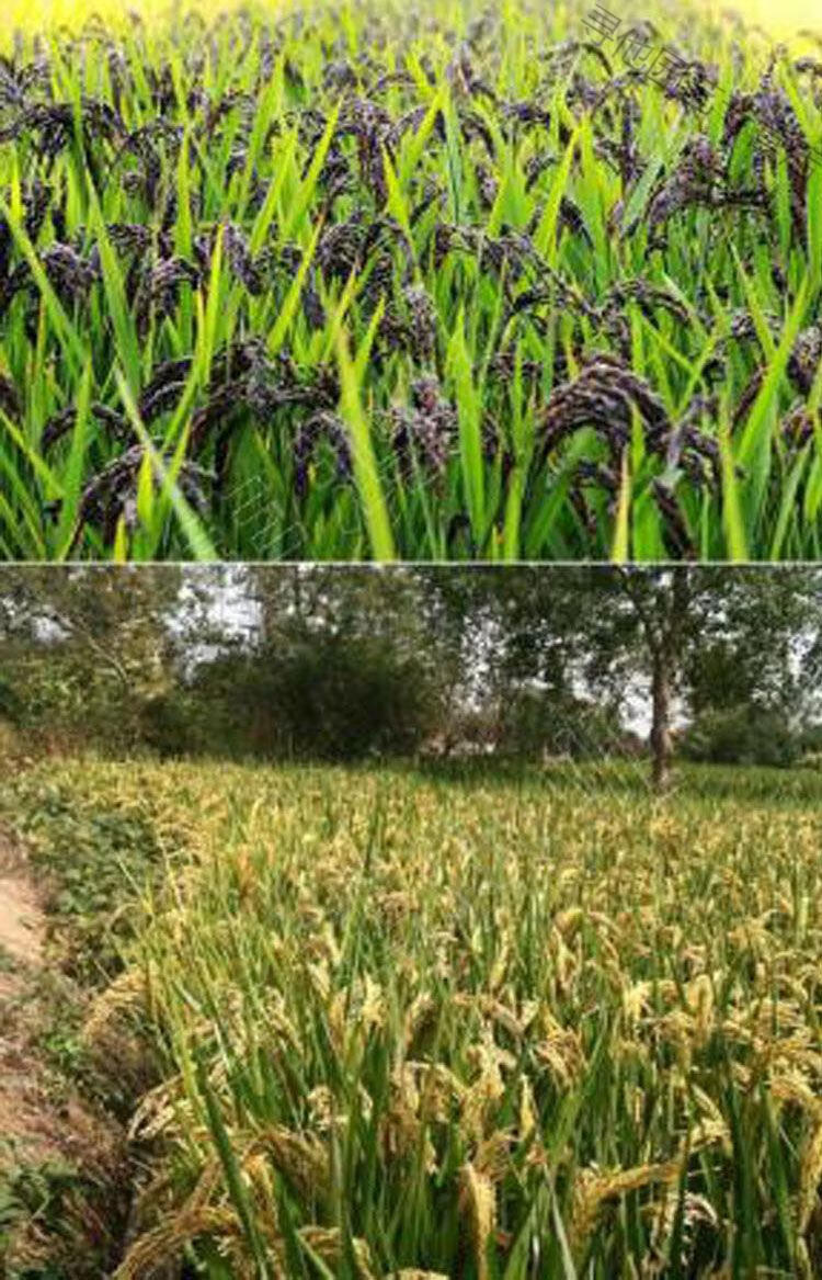 旱1号抗旱抗病抗倒香米珍珠米种籽圆粒长粒黑旱稻黑糯水稻种子3斤简装