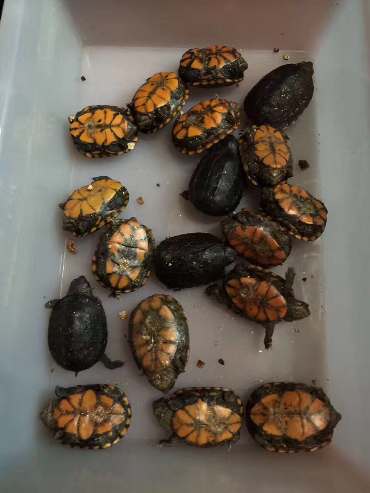 族萃红面蛋龟全品红面蛋龟活体进口红面蛋龟剃刀果核头盔白唇东方 3-4