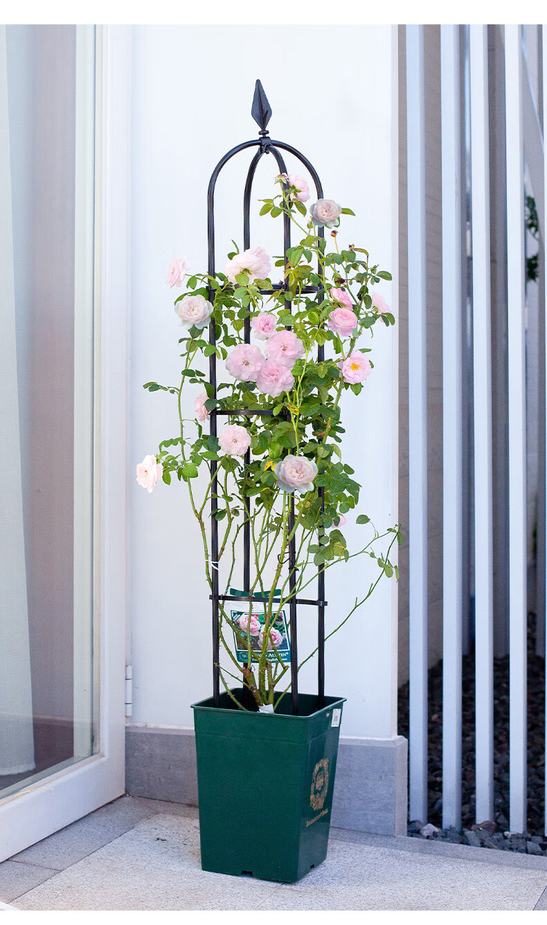 2022新 款花支架花架支架爬藤架藤本月季攀藤架圆柱花盆架植物支架子