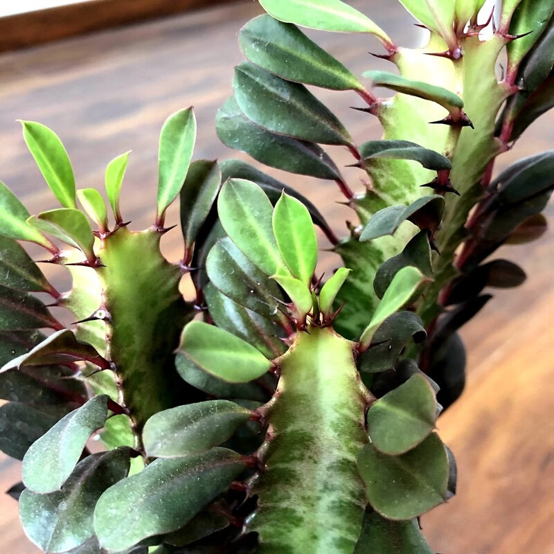 云仓发货龙骨盆栽巴西龙骨仙人柱紫龙骨绿龙骨仙人掌大盆栽多肉植物绿