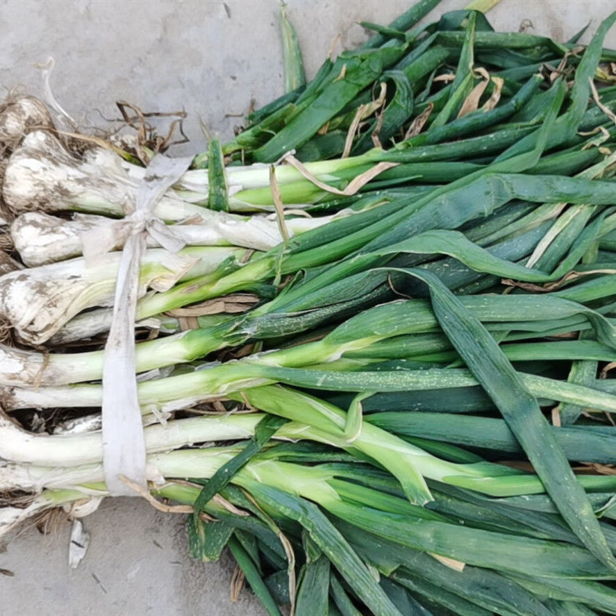 鸡腿葱新鲜大头葱农家自种鸡腿葱蔬菜冬储大葱带叶鸡腿葱5斤