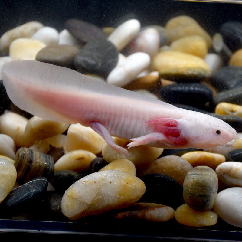 贝冠奇六角恐龙鱼宠物鱼活物好养耐活两栖淡水观赏鱼冷水霸王火龙鱼