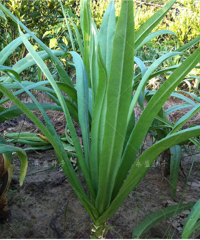正宗高州唛菜种子八甲唛多枝多芽甜麦菜种籽美人剑苦麻菜蔬菜种孑正宗