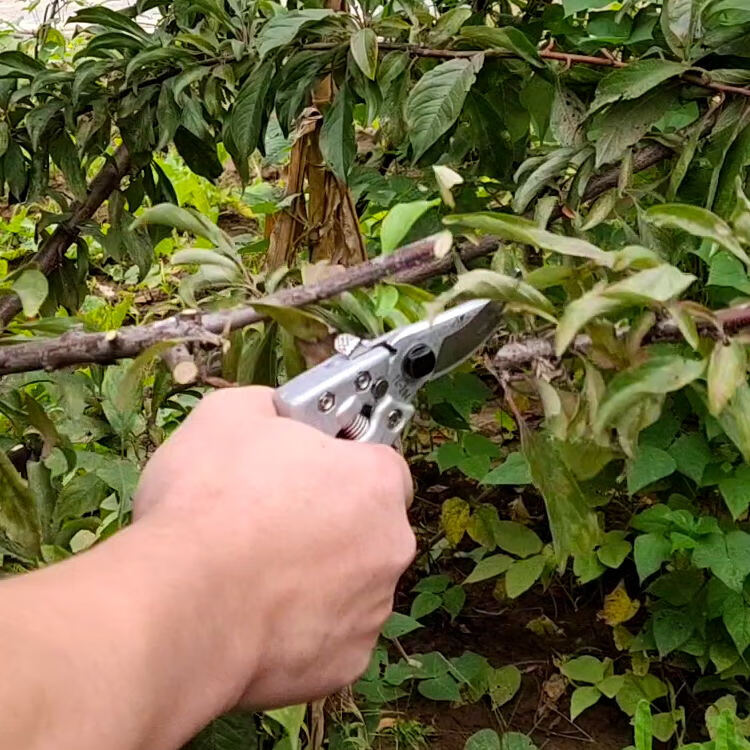 工具种类:修枝剪货号:645029440827商品毛重:1.