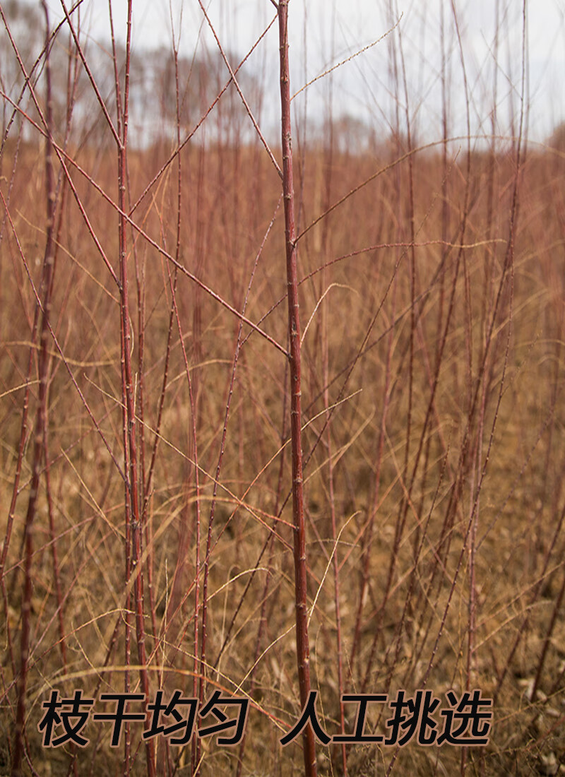 红柳枝烤肉木签子新疆红柳烤肉签子 红柳枝串串签子盐碱地红柳签子35