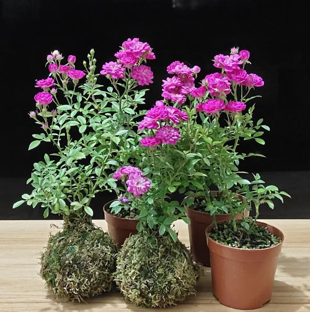 石斛兰树兰咖啡兰兰花带盆栽好室内桌面微型盆栽花卉花期会带花紫色