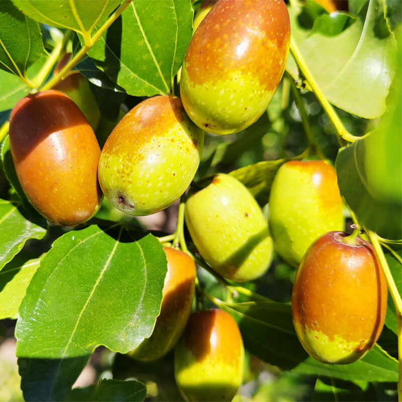 顺丰朝阳孙家湾大枣鲜枣5斤新鲜水果礼盒装脆枣平顶枣家枣辽宁特产