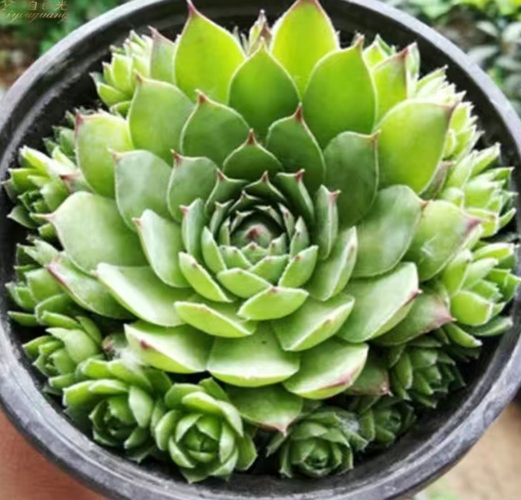 观音莲植物室内超大办公室好养大棵容易爆盆的多肉小盆景 观音莲5cm带