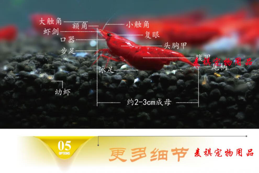 极火虾分公母图片