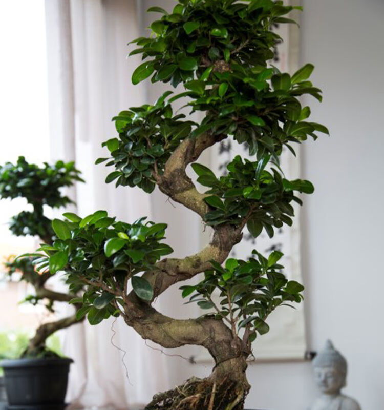 小叶金钱榕树大型s造型8字造型盆景盆栽人参榕树室内阳台庭院老桩