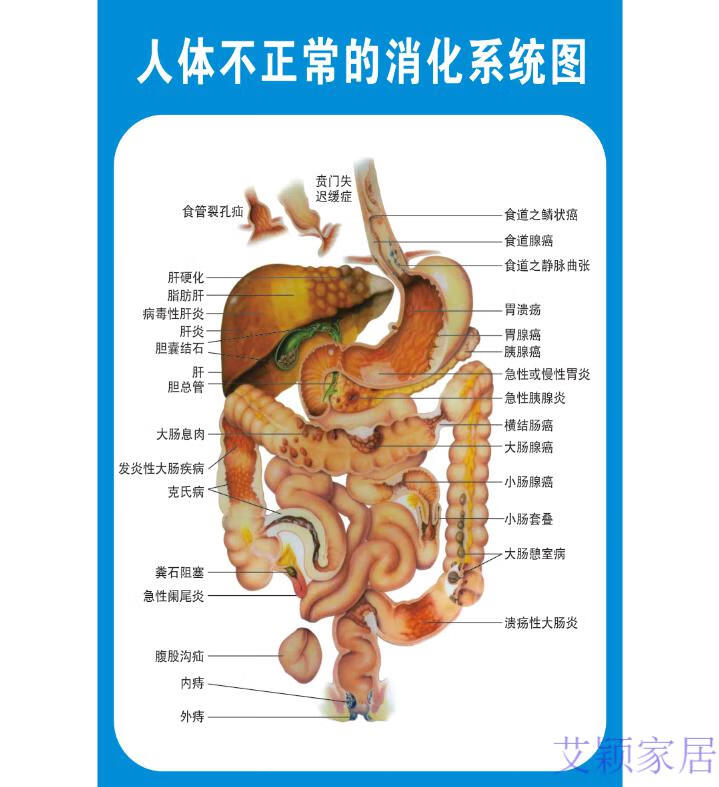 人体解剖彩色学骨骼结构图神经肌肉五脏六腑淋巴示意解刨器官挂图