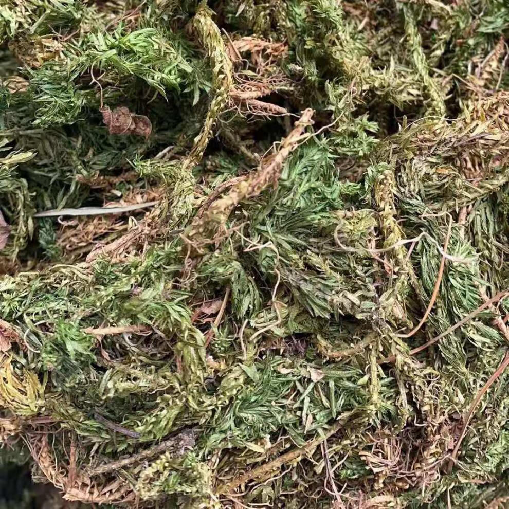 凯史甘斯中药材千层塔蛇足虱子草毛青杠千层塔草无硫15克千层塔试用装