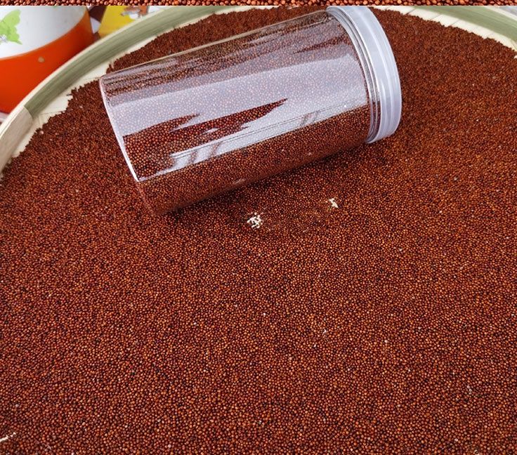 fghgf 广西特产红粟米鸭脚粟龙爪粟拳头粟掺子糙米五谷杂粮代餐粗粮 3