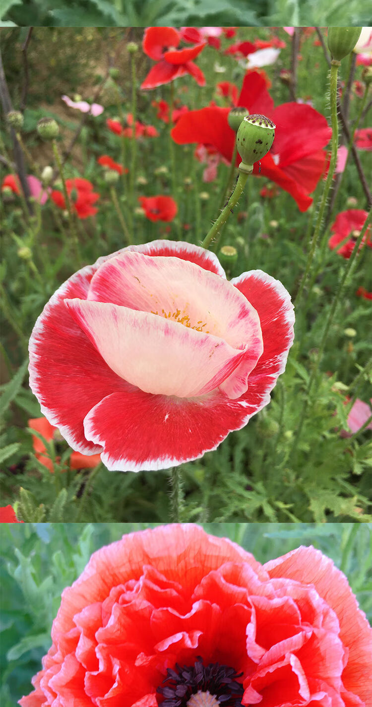 【精选绿植】虞美人种子 肥混色重瓣丽春花种子冰岛虞美人花庭院室外