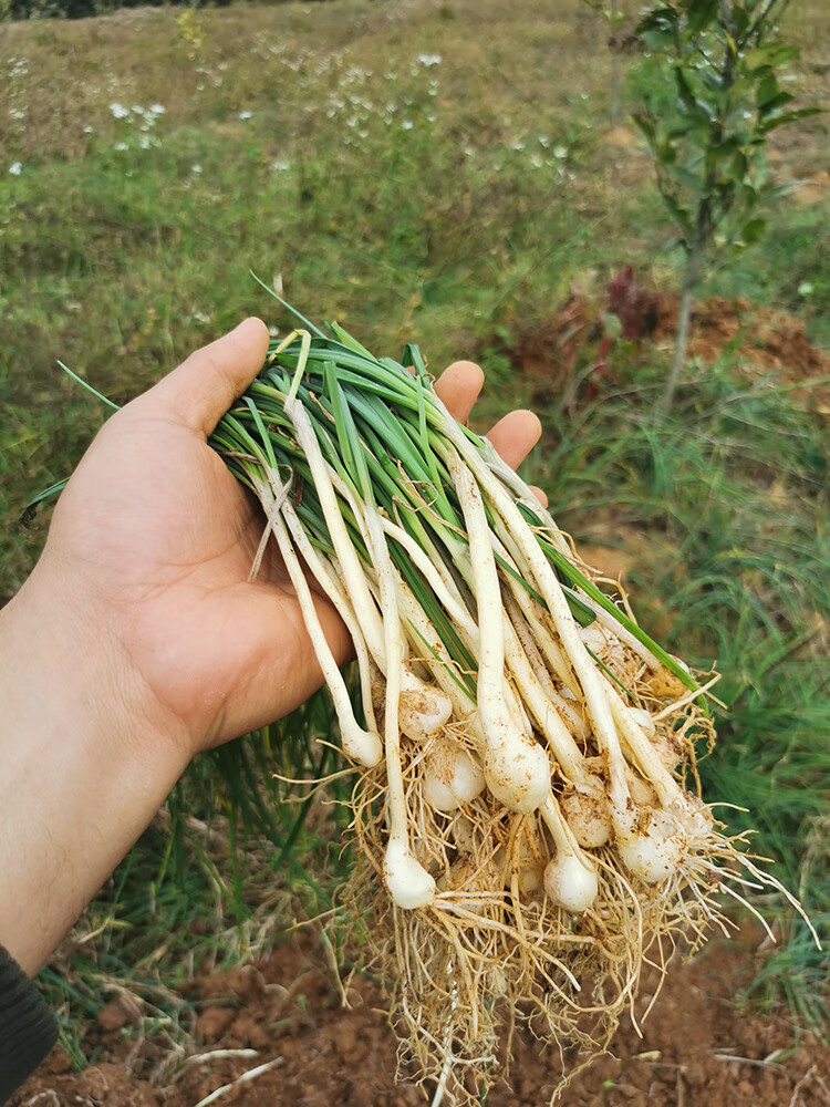 新鲜野葱野菜深山现挖现发小根蒜胡葱葱百香葱野菜苦藠头薤白500g
