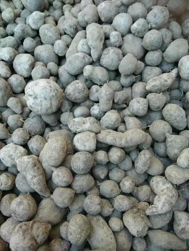 伊梵麦贵州小块根三叶青干货石老鼠金线掉葫芦1斤装500g