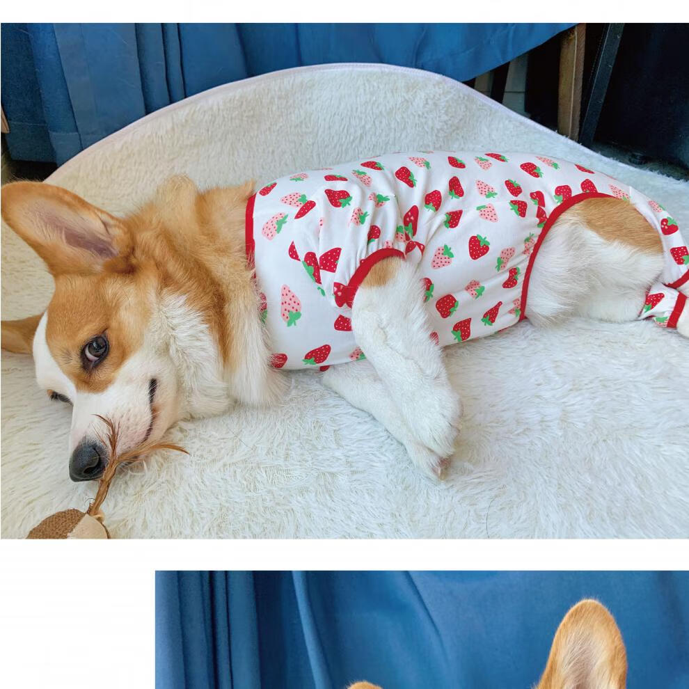 狗狗四脚衣可爱秋冬柯基衣服纯棉宠物服饰保暖防凉睡衣防掉毛红色小