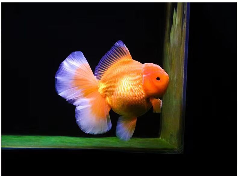 荣郁 泰狮金鱼活鱼百褶泰狮进口原泰f1黑红五花泰狮鱼苗小型金鱼冷水