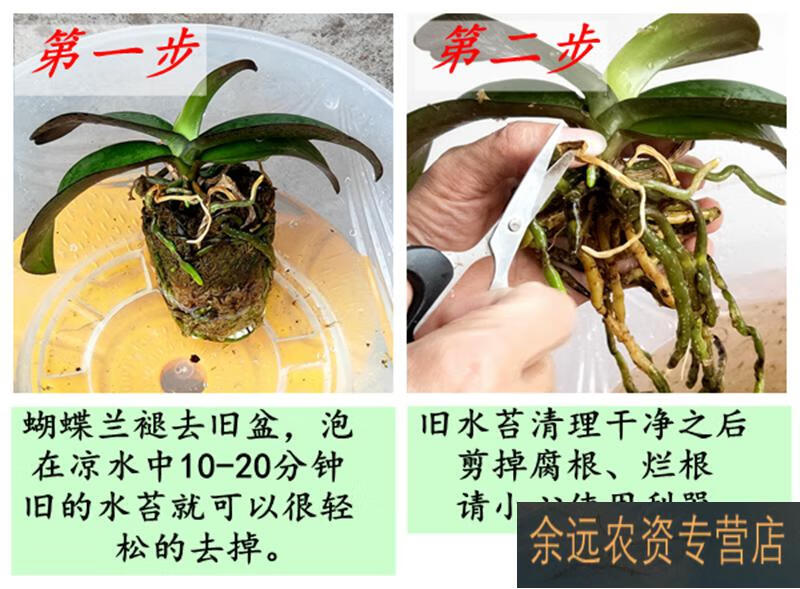 蝴蝶兰种子种植步骤图片