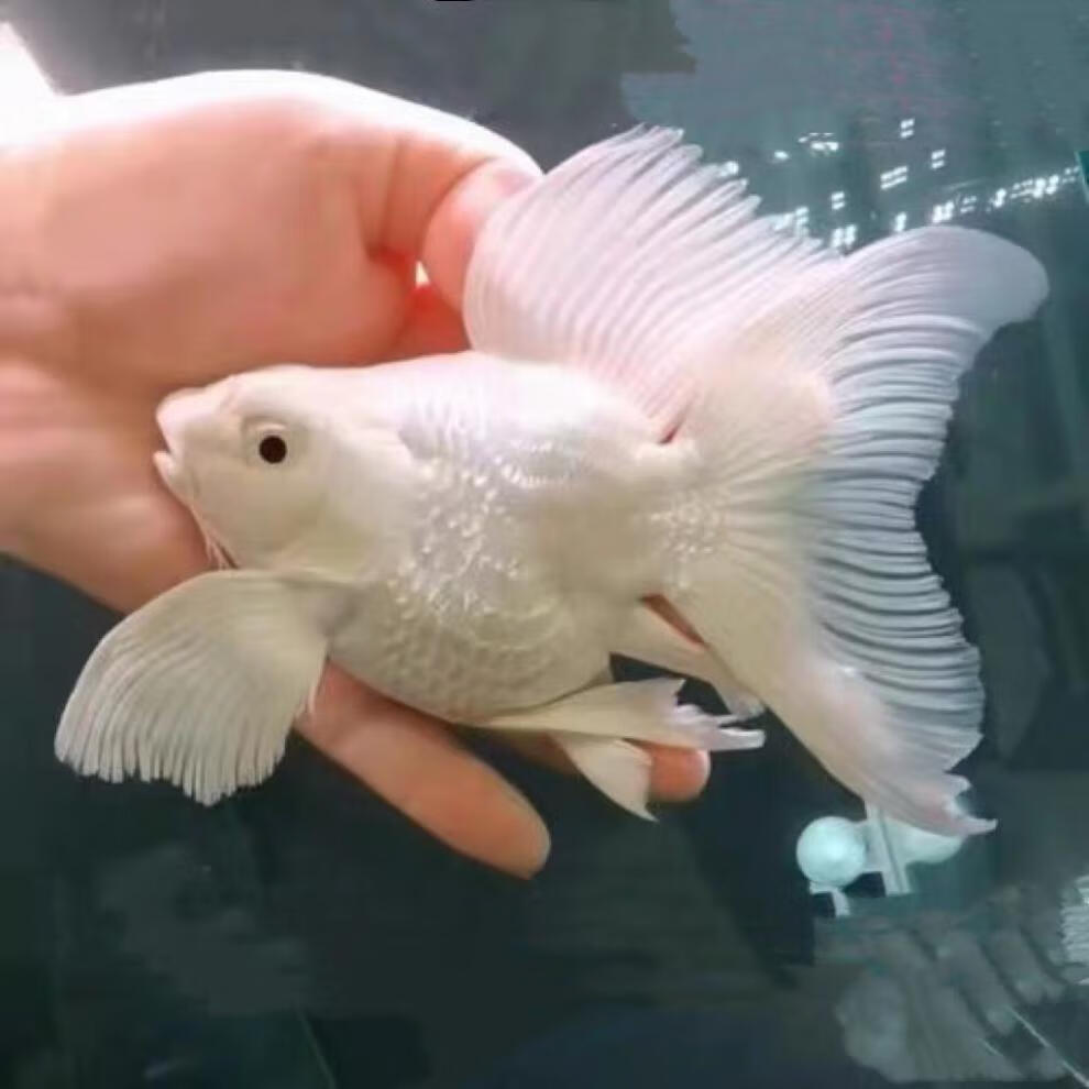 台湾球体蝴蝶鲤短身贵妃鲤银龙锦鲤白金龙凤鲤观赏鱼苗冷水鱼金鱼水