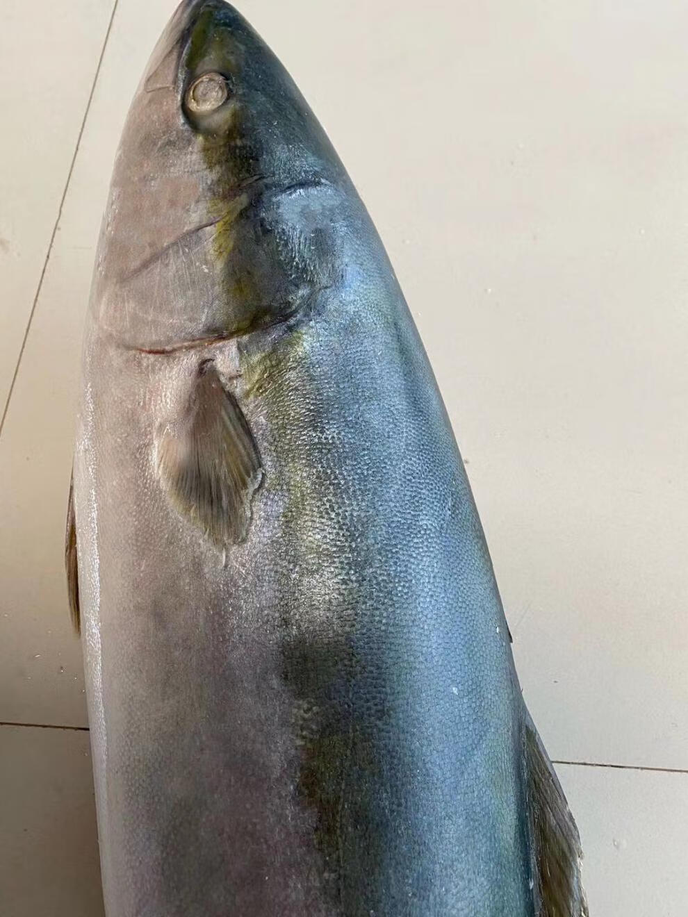 深海海鱼特大鲅鱼黄金鲅新鲜整条青甘鱼 18-20斤新鲜整条净重【图片