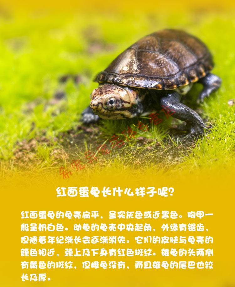 红面蛋龟深水观赏剃刀巨头吃粪小大乌龟活体宠物龟苗墨蛋 进口红面5