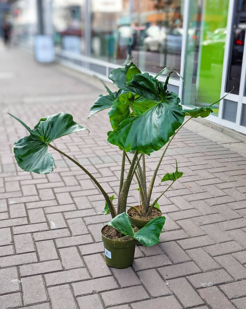 黄貂鱼海芋alocasiastingray网红ins绿植盆栽斑马剑叶黄貂鱼海芋90