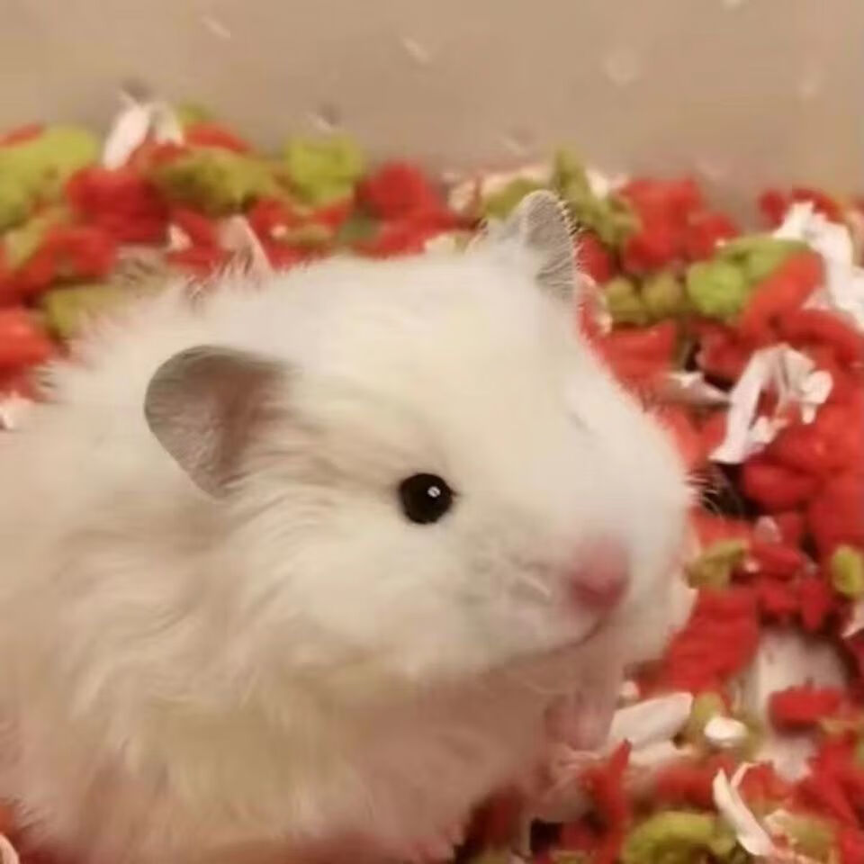 精品长毛熊活物长毛纯银杂银丁香长毛白熊可爱仓鼠宝宝精品长毛奶牛熊