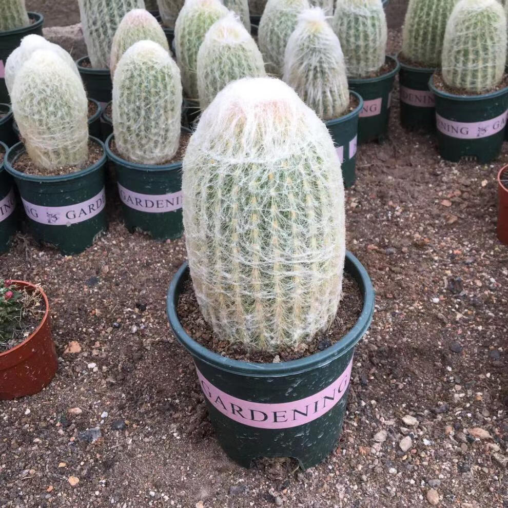 稀有仙人掌老乐柱白星仙人球芳香丸缀化白毛不扎手多肉 芳香丸缀化12