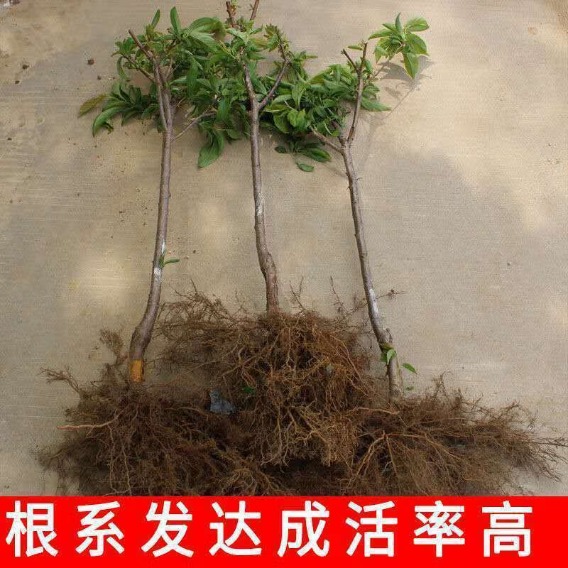 李子树苗特大嫁接早熟品种南北方种植当年结果果树苗黑霸王李子苗黑
