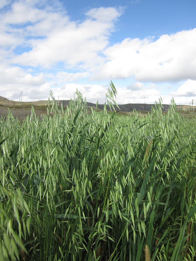 新米燕麦米五谷杂粮生裸燕麦仁米莜麦全胚芽内蒙古5斤斤 燕麦米(5斤*2