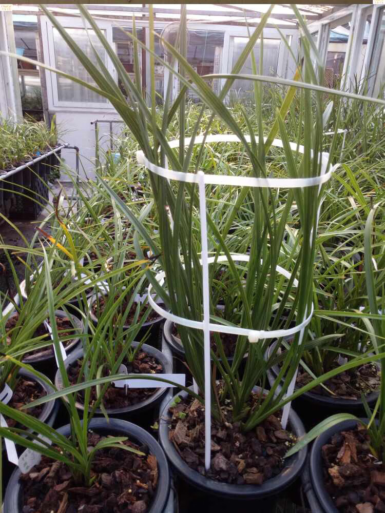 兰花兰草固定支架保护花卉兰花盆栽支撑叶片护叶支架可调节护叶架 一