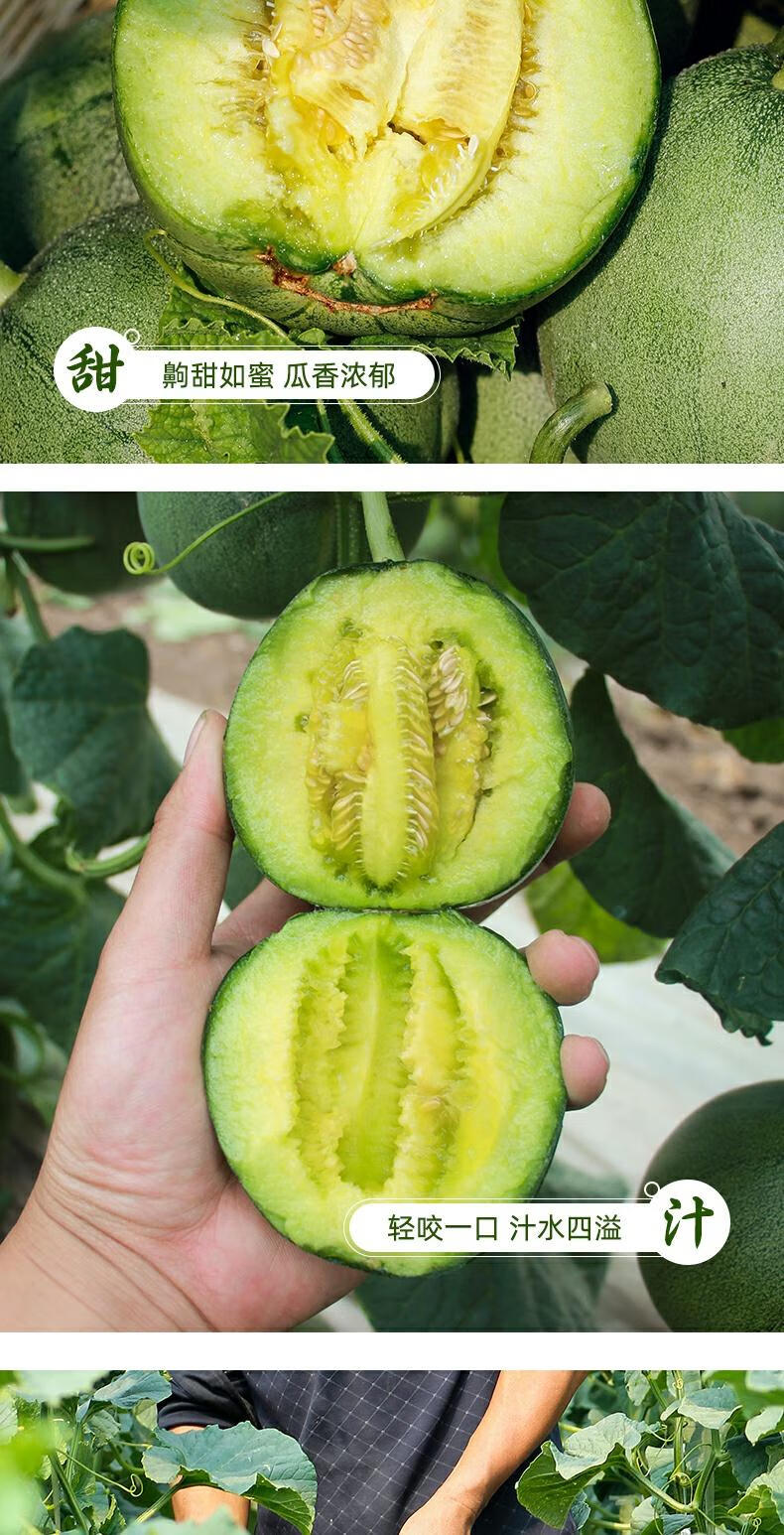绿宝石小香瓜绿宝甜瓜水果新鲜5斤当季时令脆瓜山东10 5斤精品大果