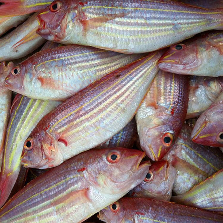 海鲜大金丝鱼新鲜金线鱼深海捕捞红衫鱼香头鱼生鲜海水鱼中金线鱼500g