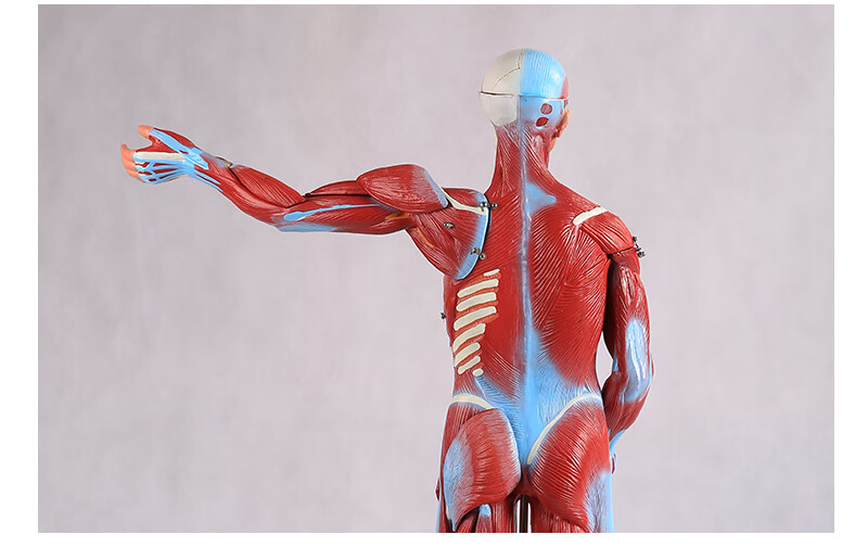 人体肌肉模型美术医用仿真骨骼肌肉组织解刨模型健身教学模型bixa1099